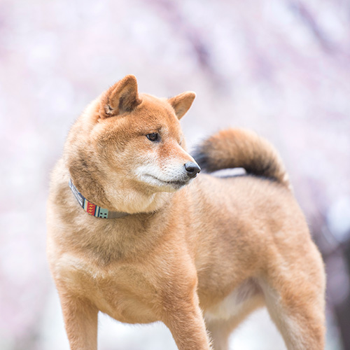 狂犬病ワクチン・混合ワクチン