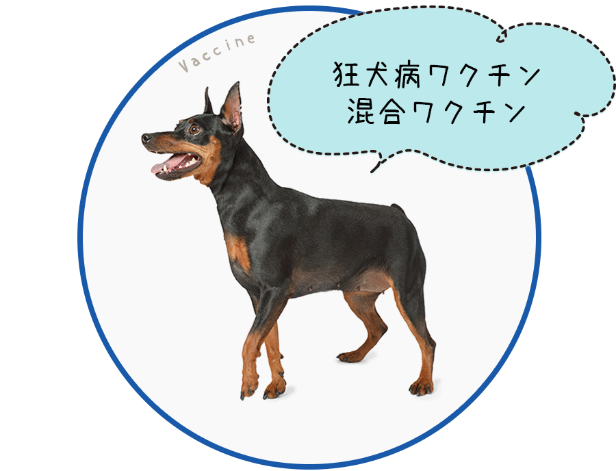 狂犬病ワクチン・混合ワクチン